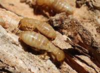 Specialized Termite Treatments by Unified Services Pest Control