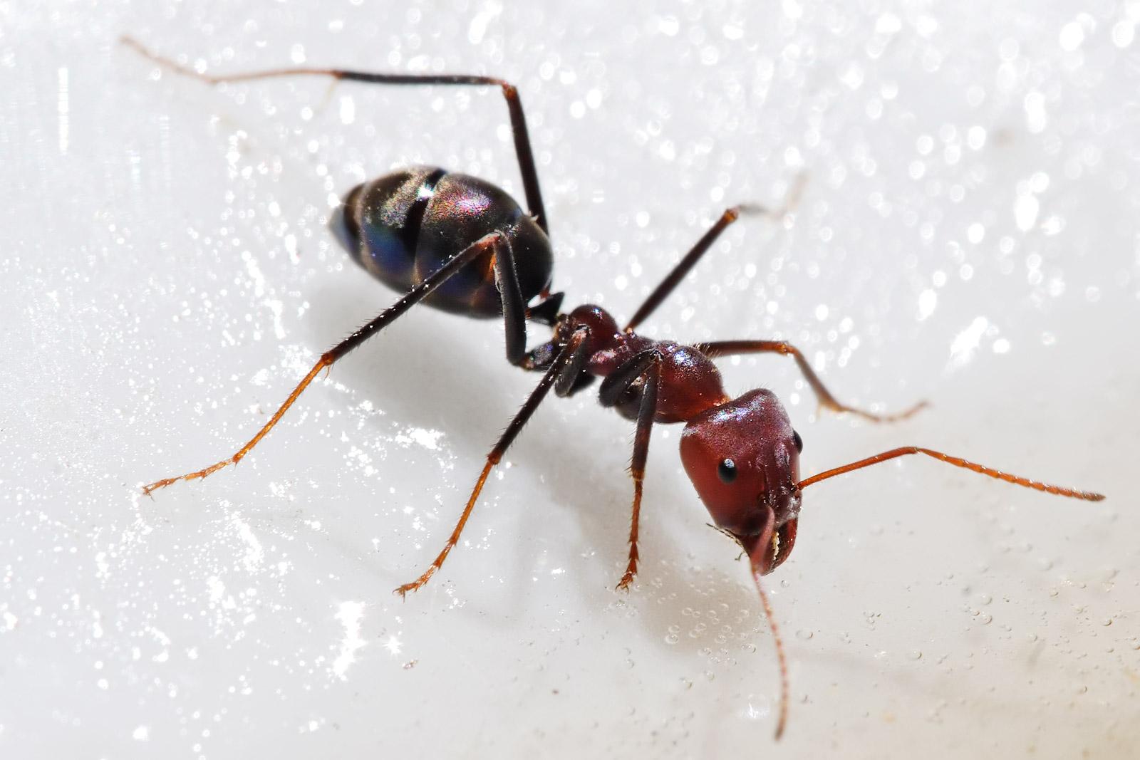 Ant close-up pest control