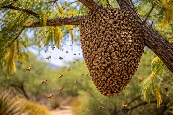 Honey bee swarm removal