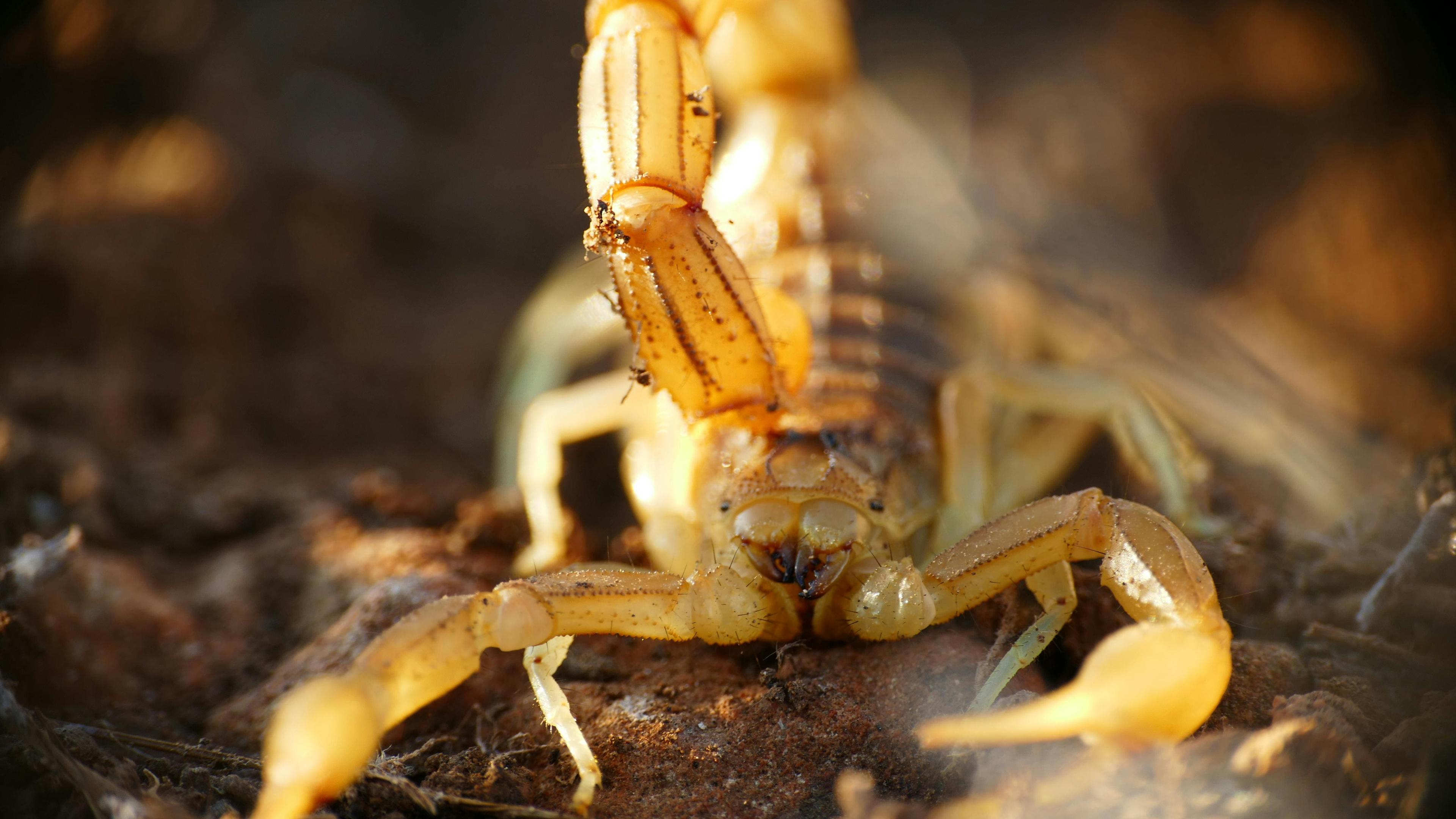 Arizona bark scorpion close-up