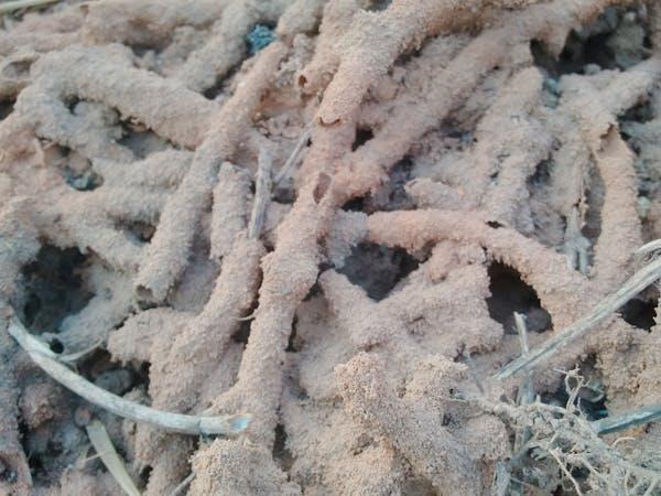 Termite wood damage inspection